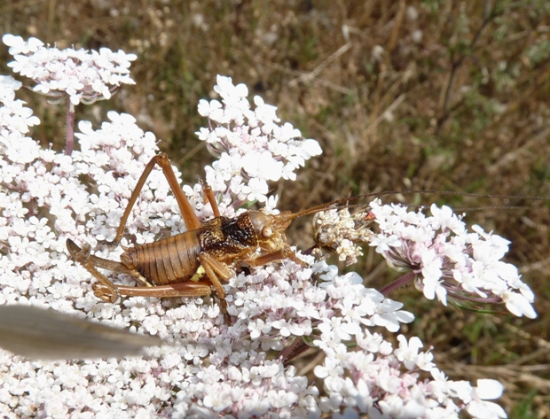 Bradiporidae: Uromenus (Bolivarius ) brevicollis insularis